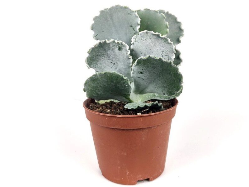 cotyledon undulata