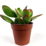 crassula arborescens 1