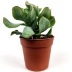 crassula arborescens