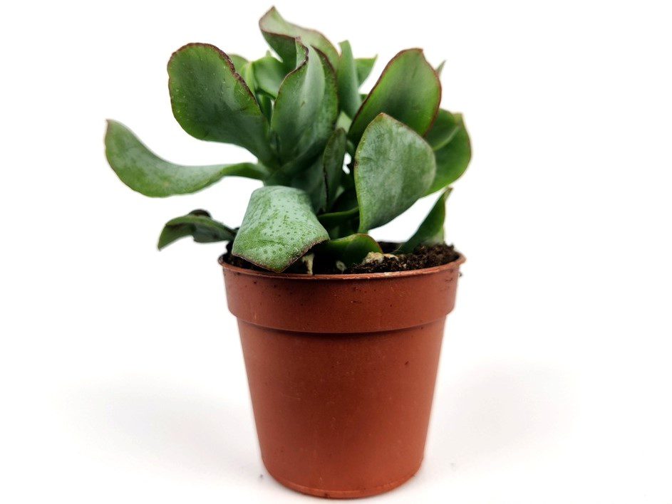 crassula arborescens crassula arborescens