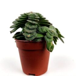 crassula capitella 1