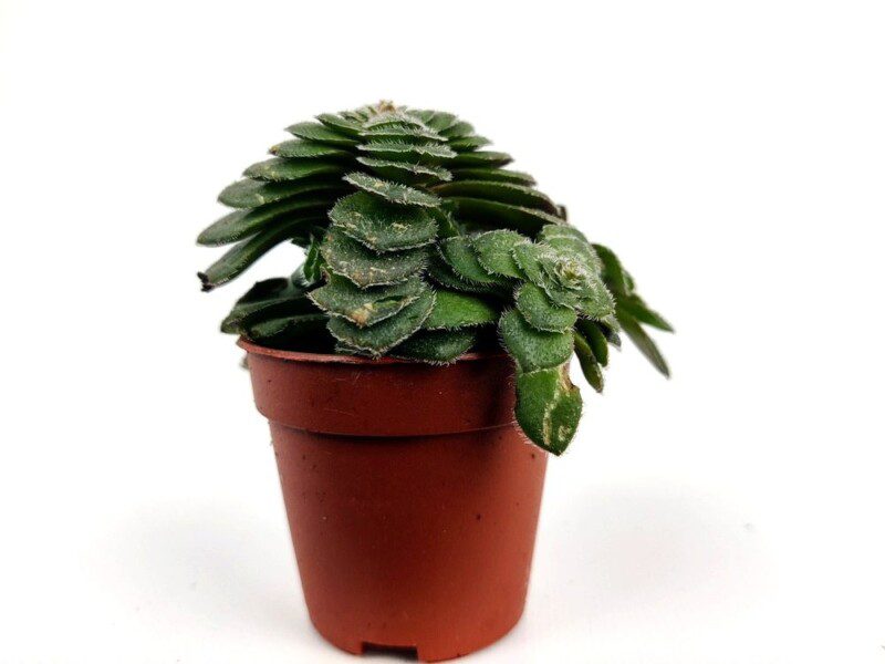 crassula capitella 1 crassula capitella 1