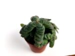 crassula capitella