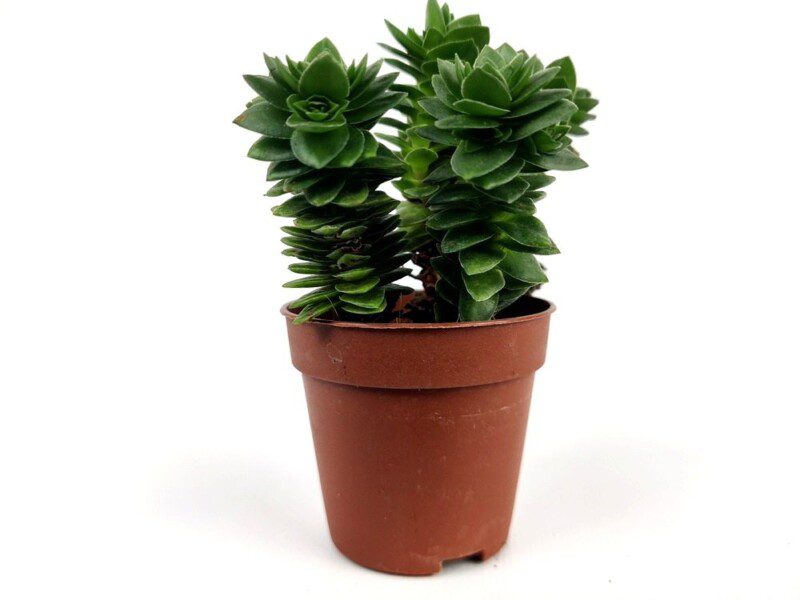 crassula capitella 2 crassula capitella 2