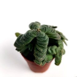 crassula capitella