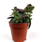 crassula capitella tumb