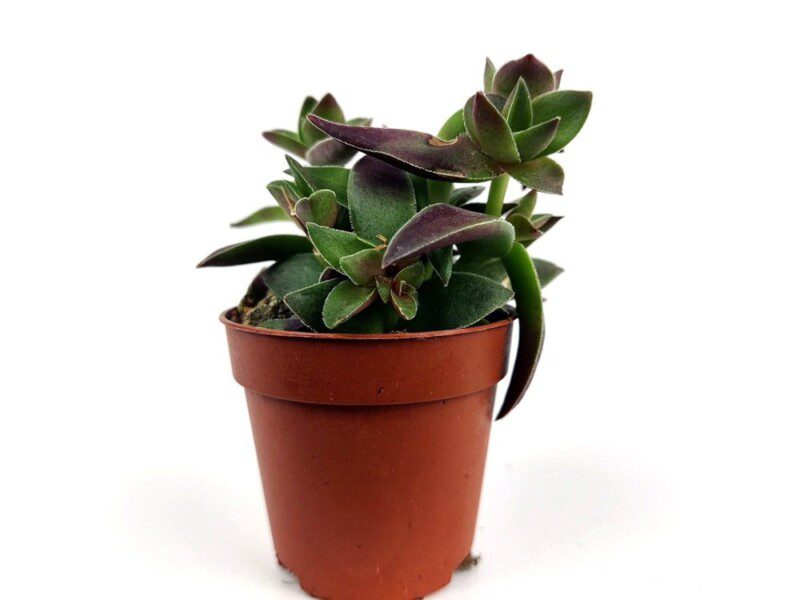 crassula capitella tumb crassula capitella tumb