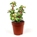 crassula marginalis