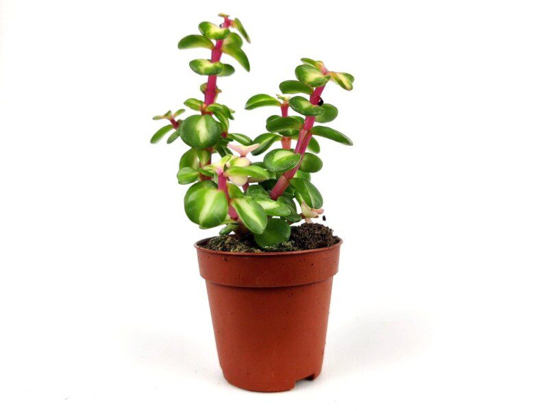 crassula marginalis