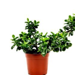 crassula ovata minor 1