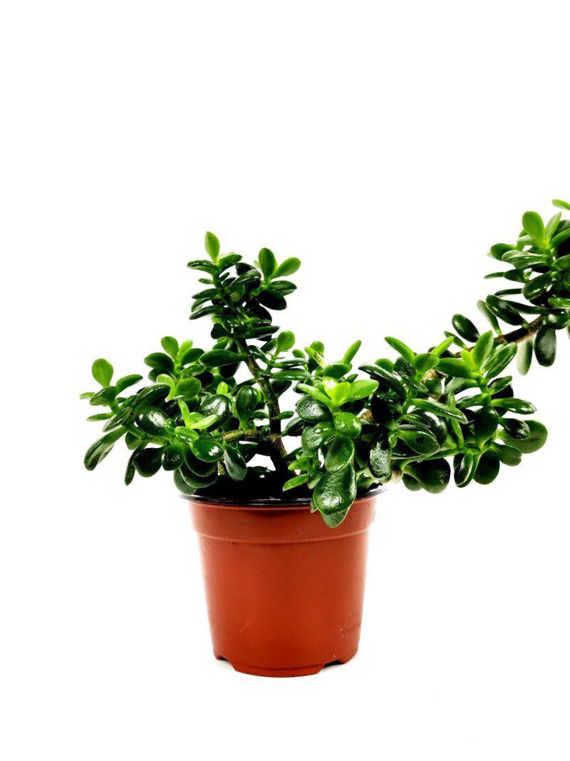 crassula ovata minor 1 crassula ovata minor 1