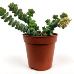 crassula perfossa