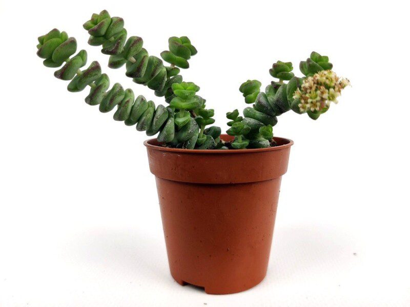 crassula perfossa