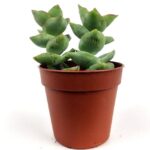 crassula rupestris