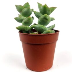 crassula rupestris