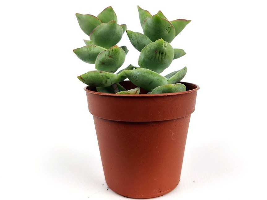 crassula rupestris crassula rupestris