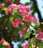 crataegus laevigata pauls scarlet biancospino
