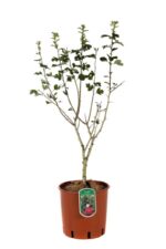 crataegus laevigata pauls scarlet biancospino 2