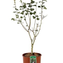 crataegus laevigata pauls scarlet biancospino 2
