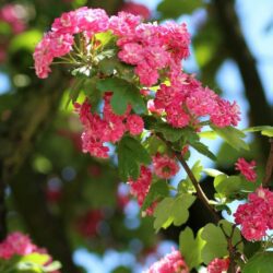 crataegus laevigata pauls scarlet biancospino