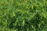 cryptomeria japonica elegans viridis 1