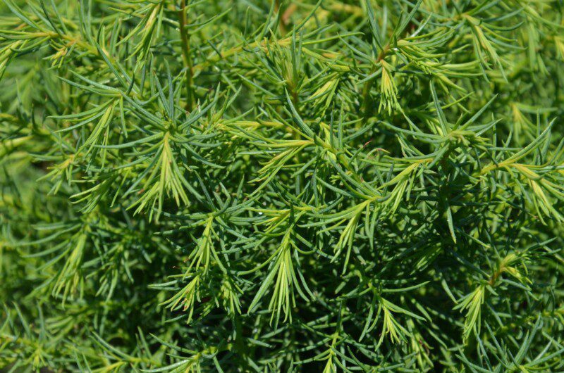cryptomeria japonica elegans viridis 1 cryptomeria japonica elegans viridis 1