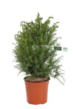 cryptomeria japonica elegans viridis