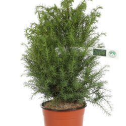 cryptomeria japonica elegans viridis