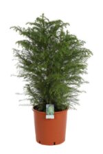 cryptomeria japonica elegans viridis 3