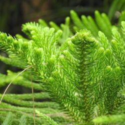 cryptomeria japonica giokumo dettaglio 015650