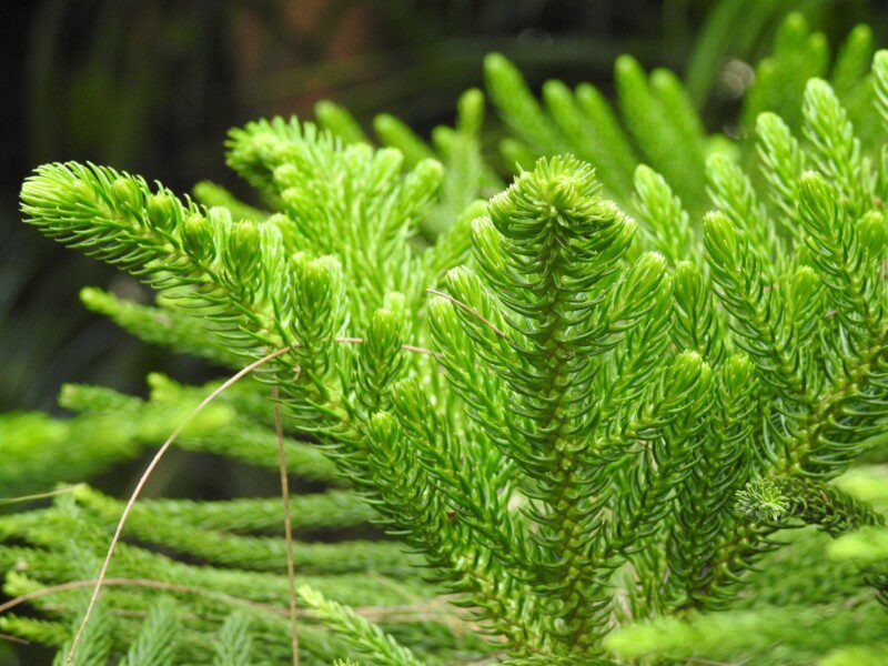 cryptomeria japonica giokumo dettaglio 015650 cryptomeria japonica giokumo dettaglio 015650