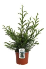 cryptomeria japonica giokumo produzione 015650