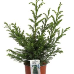 cryptomeria japonica giokumo produzione 015650