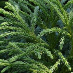 cryptomeria japonica globosa nana 1