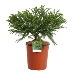 cryptomeria japonica globosa nana