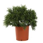 cryptomeria japonica globosa nana 3