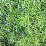 cryptomeria japonica monstrosa nana 1