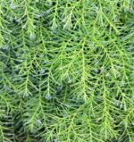 cryptomeria japonica monstrosa nana 1