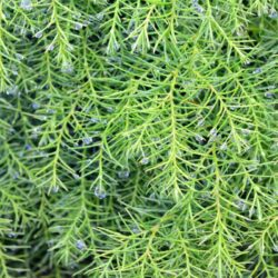 cryptomeria japonica monstrosa nana 1