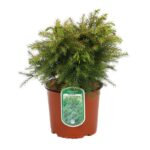 cryptomeria japonica monstrosa nana