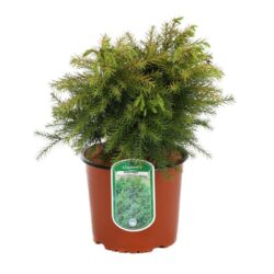 cryptomeria japonica monstrosa nana