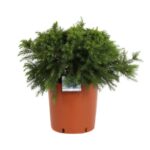 cryptomeria japonica monstrosa nana 3