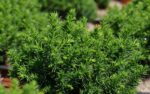 cryptomeria japonica vilmoriniana 1
