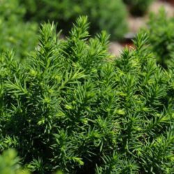 cryptomeria japonica vilmoriniana 1