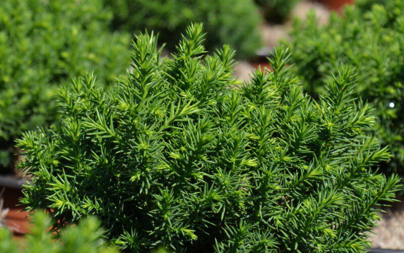 cryptomeria japonica vilmoriniana 1 cryptomeria japonica vilmoriniana 1