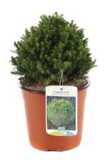 cryptomeria japonica vilmoriniana