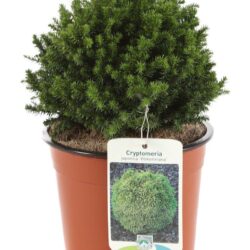 cryptomeria japonica vilmoriniana