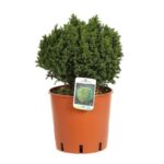 cryptomeria japonica vilmoriniana 3