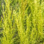cupressocyparis leylandii aurea leilandi a spirale 1