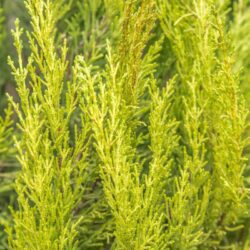 cupressocyparis leylandii aurea leilandi a spirale 1